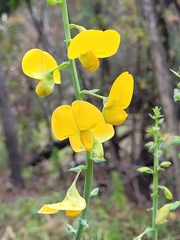 Crotalaria spectabilis