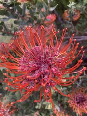 Leucospermum × hybridum