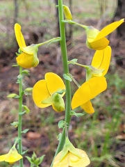 Crotalaria spectabilis