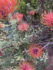 Leucospermum × hybridum