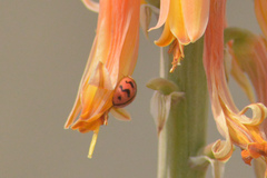 Cheilomenes sexmaculata