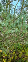 Pinus sylvestris