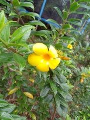 Allamanda cathartica