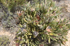 Protea lorifolia