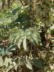 Melianthus