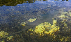 Negaprion brevirostris