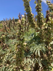 Melianthus