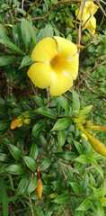 Allamanda cathartica