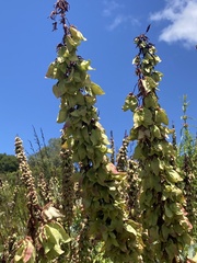 Melianthus