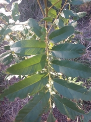 Cupaniopsis tomentella