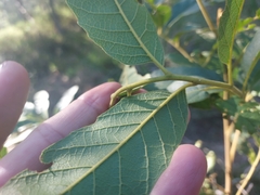 Cupaniopsis tomentella