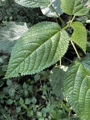 Laportea alatipes