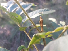 Cupaniopsis tomentella