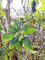 Pittosporum tobira