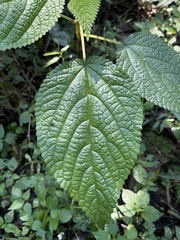 Laportea alatipes