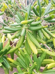 Pittosporum tobira