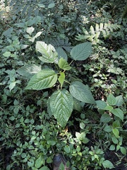 Laportea alatipes