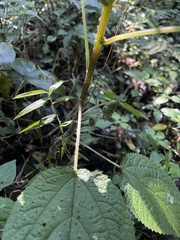 Laportea alatipes