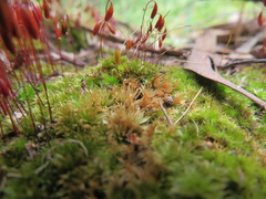 Rosulabryum