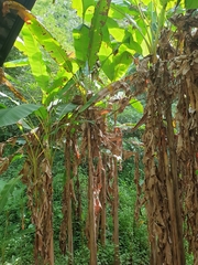 Musa