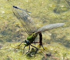 Anax longipes