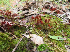 Rosulabryum