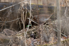 Passerella iliaca iliaca