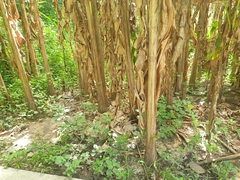 Musa