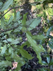 Cassipourea malosana