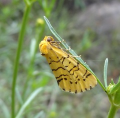 Chrysoecia atrolinea