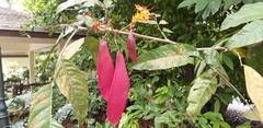 Saraca indica
