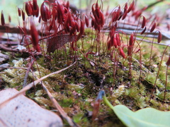 Rosulabryum