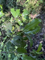 Cassipourea malosana