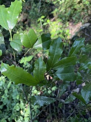 Cassipourea malosana