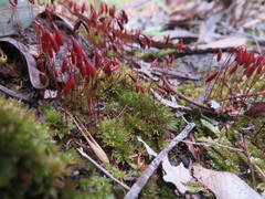 Rosulabryum