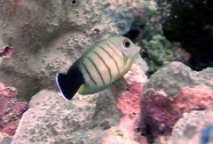 Acanthurus tristis
