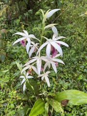 Phaius