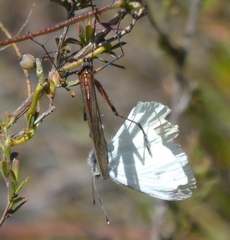 Harpobittacus australis