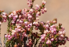 Erica umbelliflora