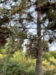 Picea glauca