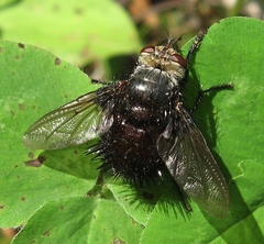 Juriniopsis