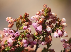 Erica umbelliflora
