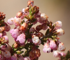 Erica umbelliflora
