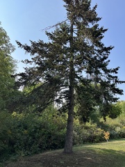 Picea glauca