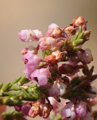 Erica umbelliflora