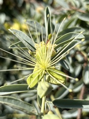 Maerua edulis
