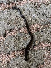 Bipalium vagum