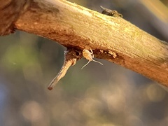 Teliapsocus conterminus