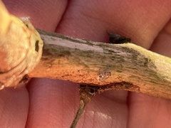 Teliapsocus conterminus