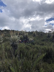 Espeletia